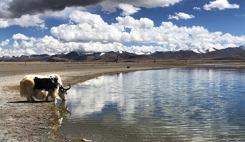 一只牦牛在湖邊飲水，安然閑適。云影悠悠，湖水湛藍，時光在這里駐足了。